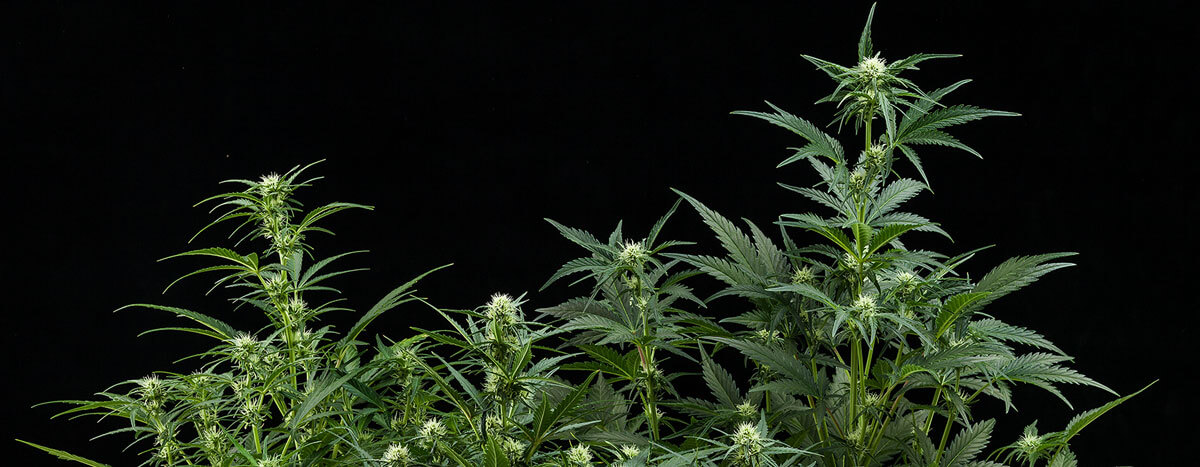 Amnesia Haze Automatic Amnesia Haze Automatic