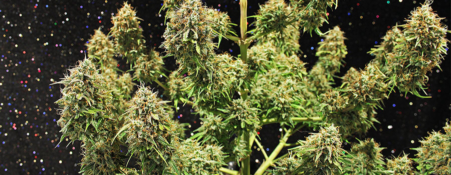 Amnesia Haze Hansforten Wärmere Klimazonen Amnesia Haze Hansforten Wärmere Klimazonen