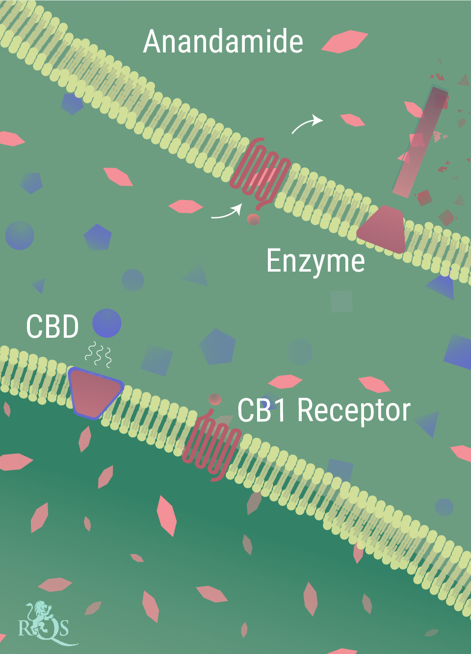 Wie interagiert CBD mit dem Körper? Wie interagiert CBD mit dem Körper?
