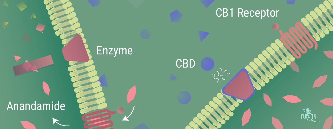 Wie interagiert CBD mit dem Körper? Wie interagiert CBD mit dem Körper?