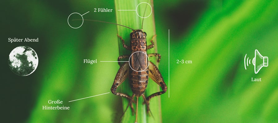 How to Keep Crickets Away From Cannabis Plants