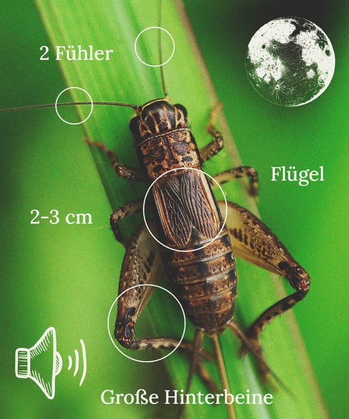 How to Keep Crickets Away From Cannabis Plants