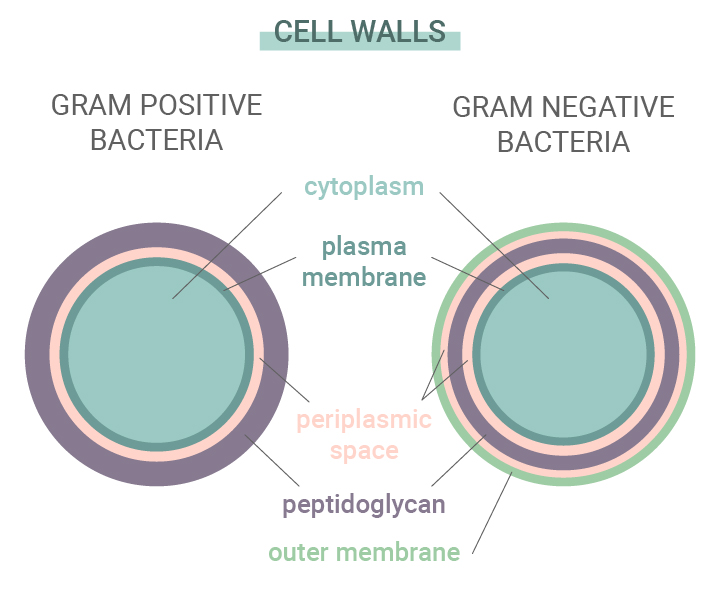 Grampositive im Vergleich zu gramnegativen Bakterien Grampositive im Vergleich zu gramnegativen Bakterien