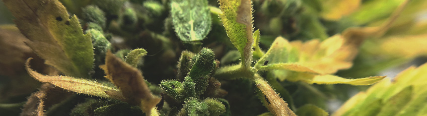 CANNABIS AILMENTS CANNABIS AILMENTS