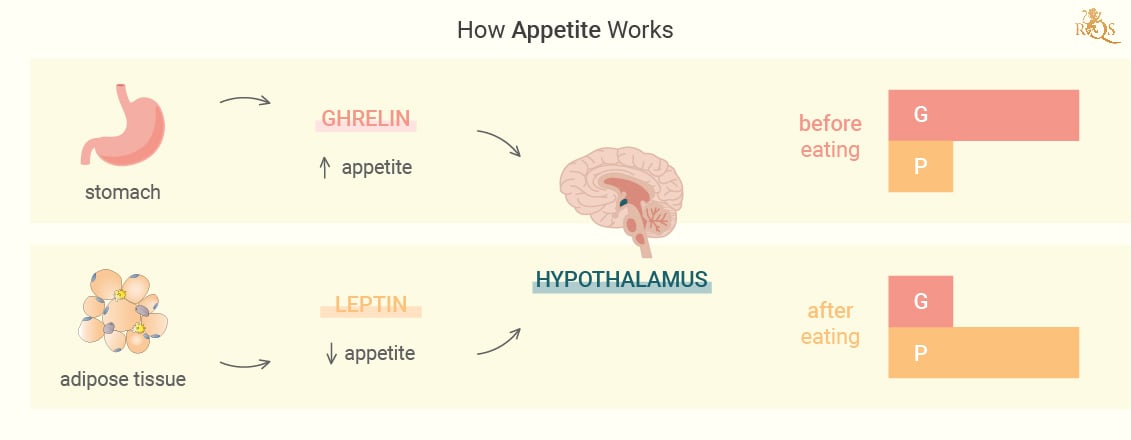 Wie Appetit funktioniert Wie Appetit funktioniert