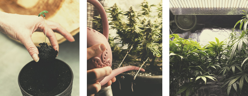 Autoflowering Cannabissamen für den Indoor-Anbau Autoflowering Cannabissamen für den Indoor-Anbau