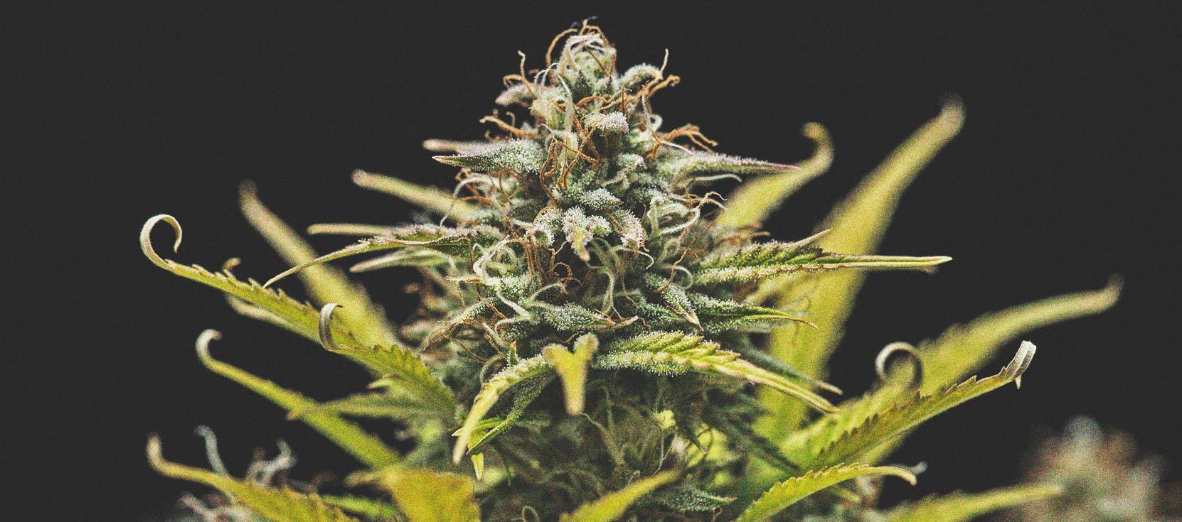 Wie man auf einem Balkon oder einer Terrasse tolles Cannabis anbaut Wie man auf einem Balkon oder einer Terrasse tolles Cannabis anbaut