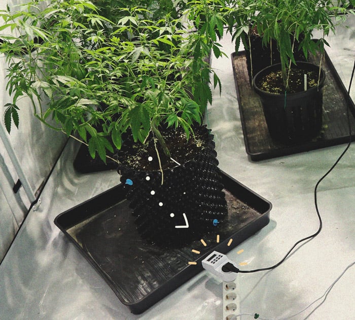 Alles Wissenswerte über Cannabis-Growboxen Alles Wissenswerte über Cannabis-Growboxen
