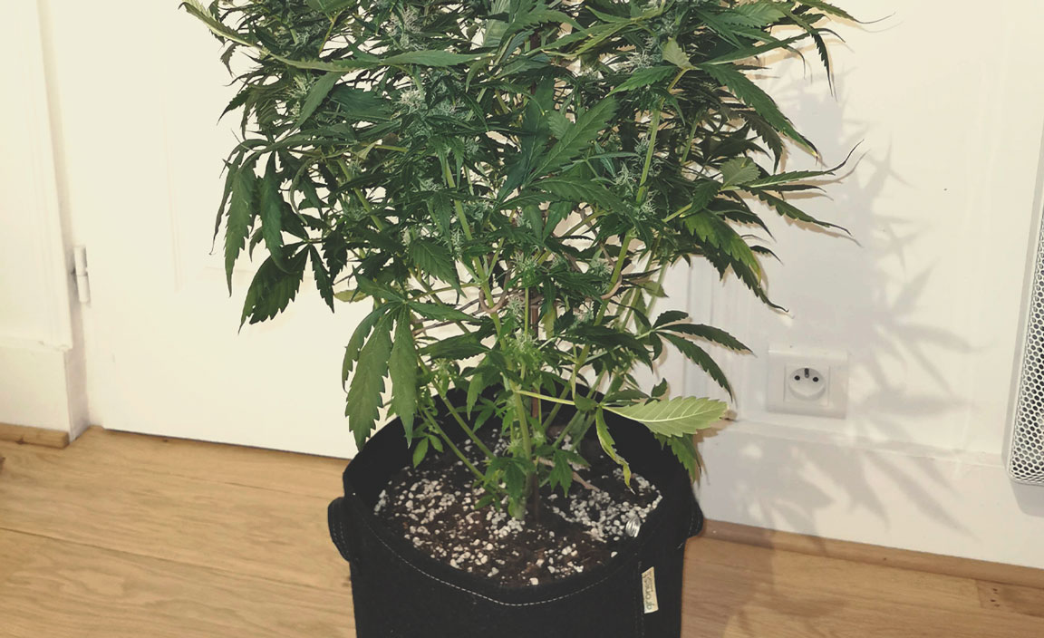 How To Avoid Small Auto Cannabis Plants