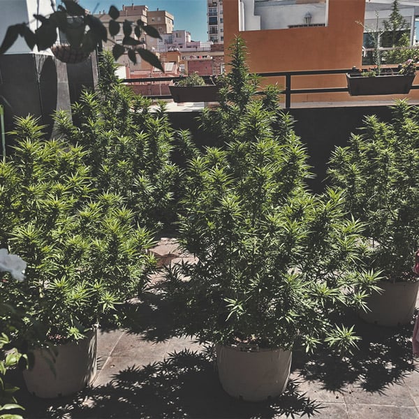 Wie man auf einem Balkon oder einer Terrasse tolles Cannabis anbaut