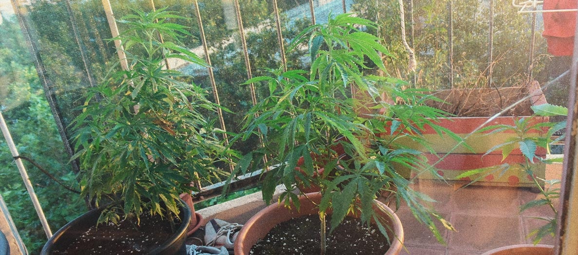 Wie man Cannabis indoor ohne Lampen anbaut Wie man Cannabis indoor ohne Lampen anbaut
