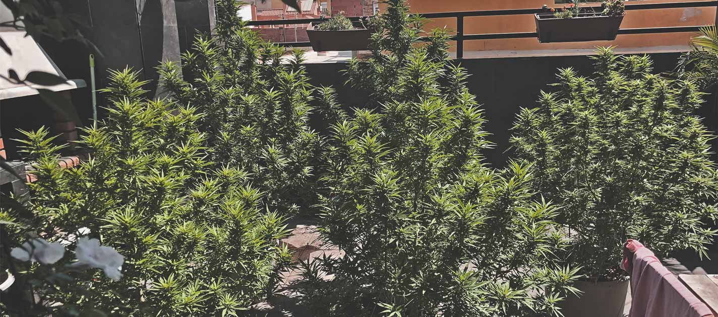 Wie man auf einem Balkon oder einer Terrasse tolles Cannabis anbaut