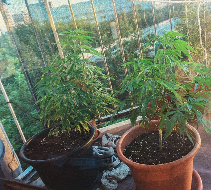 Wie man Cannabis indoor ohne Lampen anbaut Wie man Cannabis indoor ohne Lampen anbaut