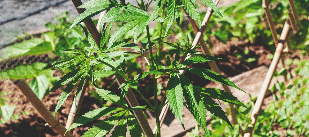 Die besten Methoden, um drinnen und draußen große Cannabisblüten zu stützen Die besten Methoden, um drinnen und draußen große Cannabisblüten zu stützen
