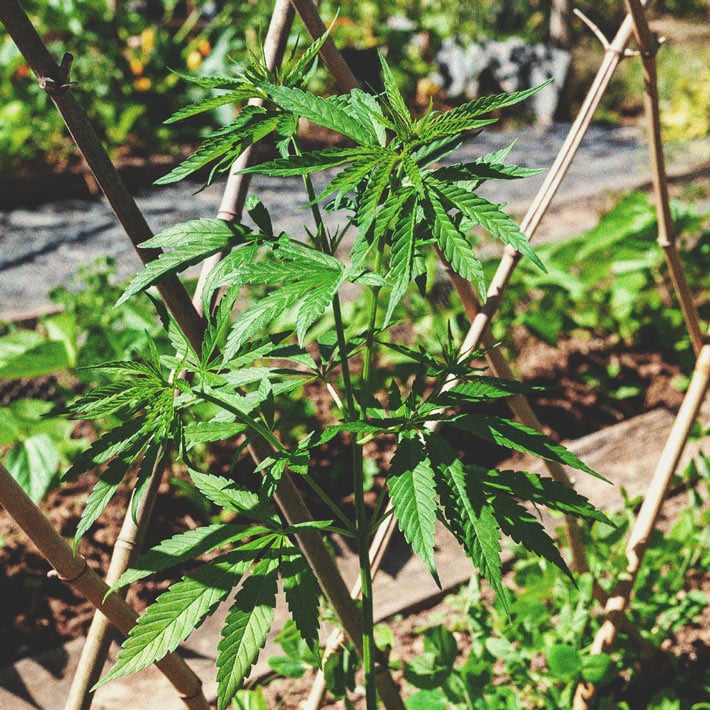 Die besten Methoden, um drinnen und draußen große Cannabisblüten zu stützen Die besten Methoden, um drinnen und draußen große Cannabisblüten zu stützen