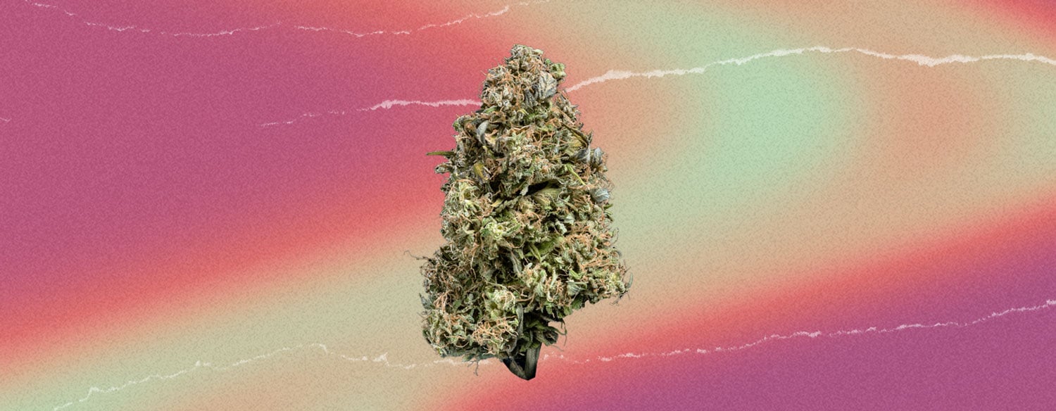 The Original Z Cannabis Strain