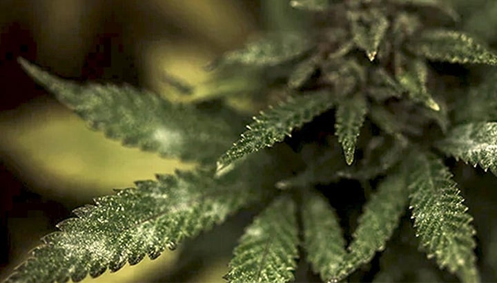 Schimmel in einer Cannabispflanze