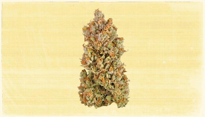Cinderella 99 Cannabis Strain