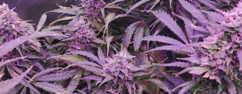 Sweet Skunk