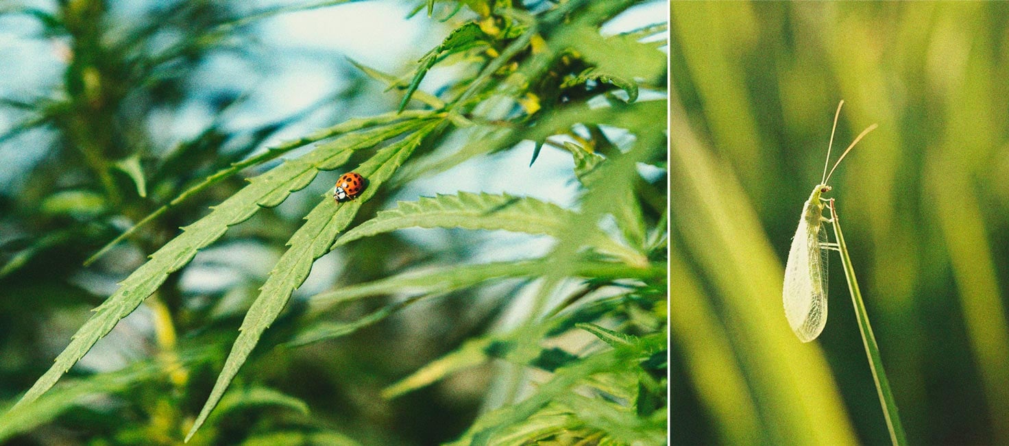 Cannabis und Weiße Fliegen: Wie man sie kontrolliert und verhindert 