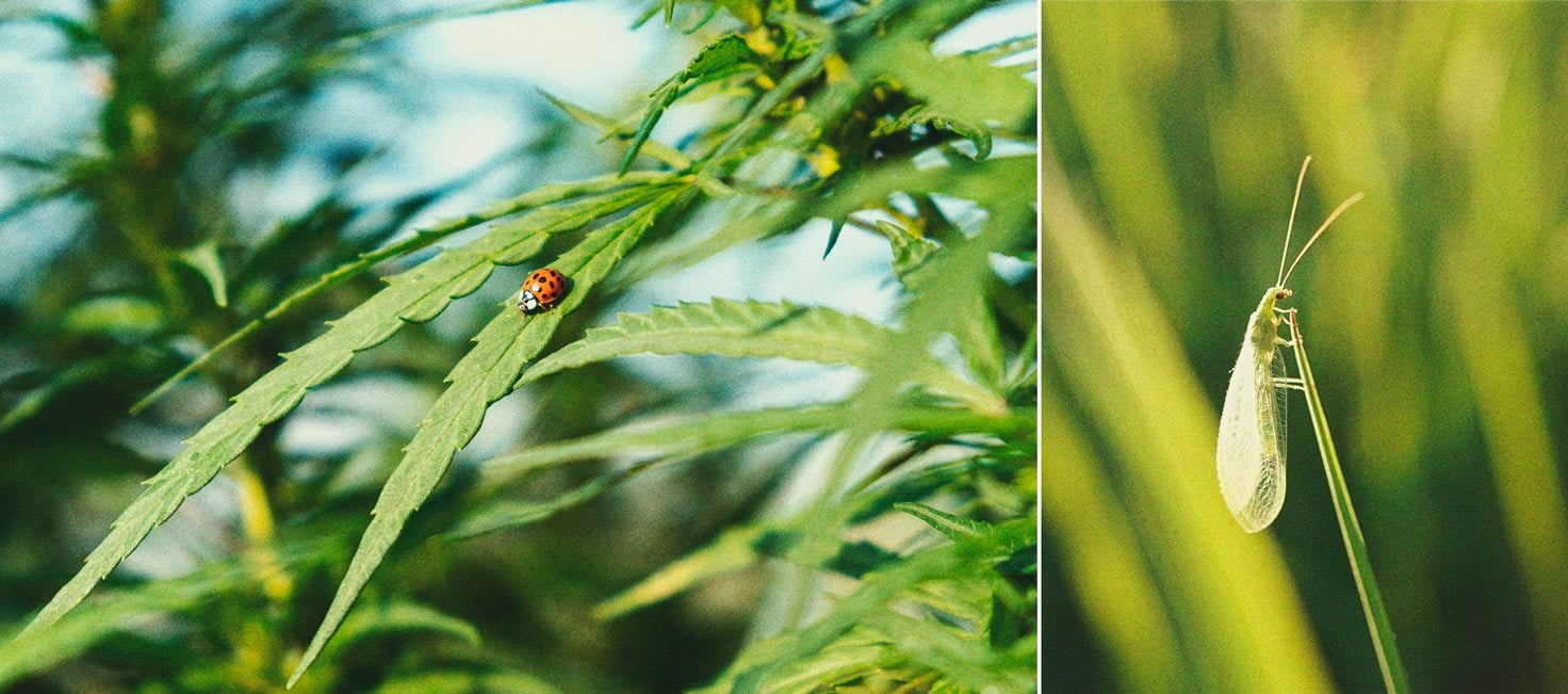Cannabis und Weiße Fliegen: Wie man sie kontrolliert und verhindert Cannabis und Weiße Fliegen: Wie man sie kontrolliert und verhindert