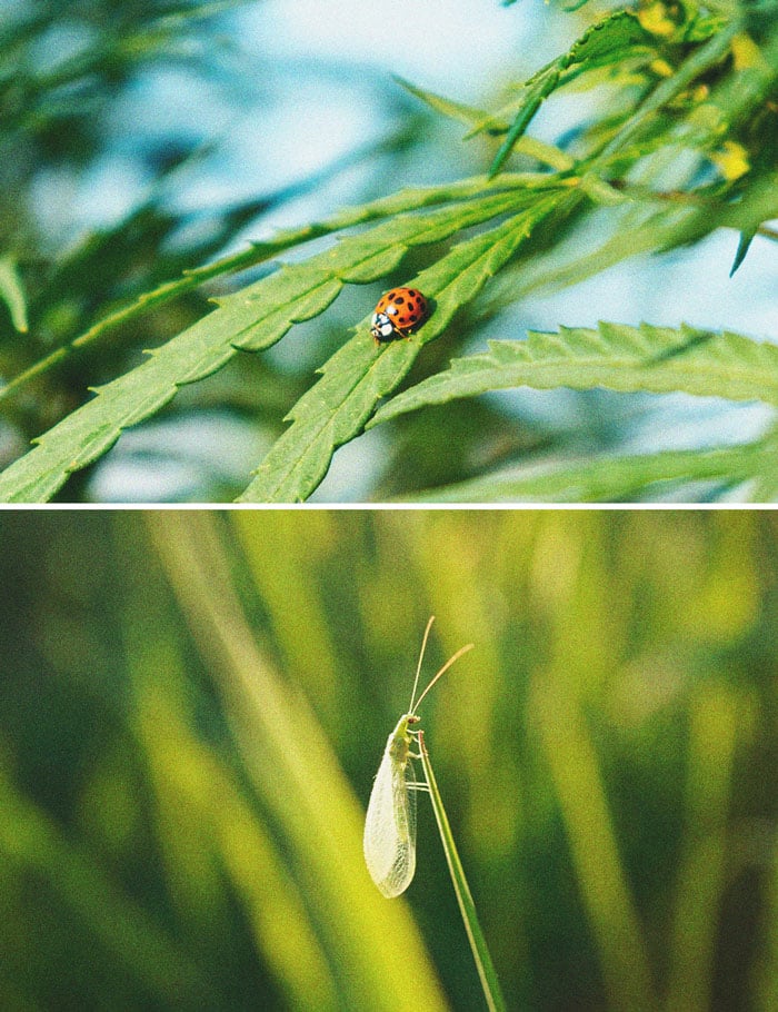 Cannabis und Weiße Fliegen: Wie man sie kontrolliert und verhindert 