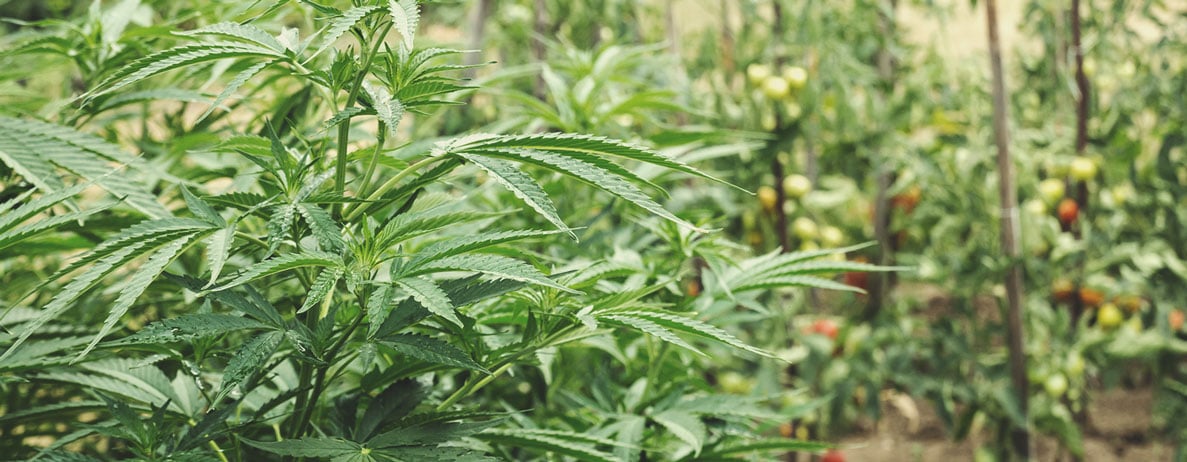Wie Du Einen Regenerativen Cannabisgarten Anlegst