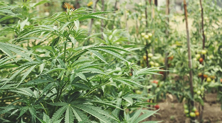 Wie Du Einen Regenerativen Cannabisgarten Anlegst