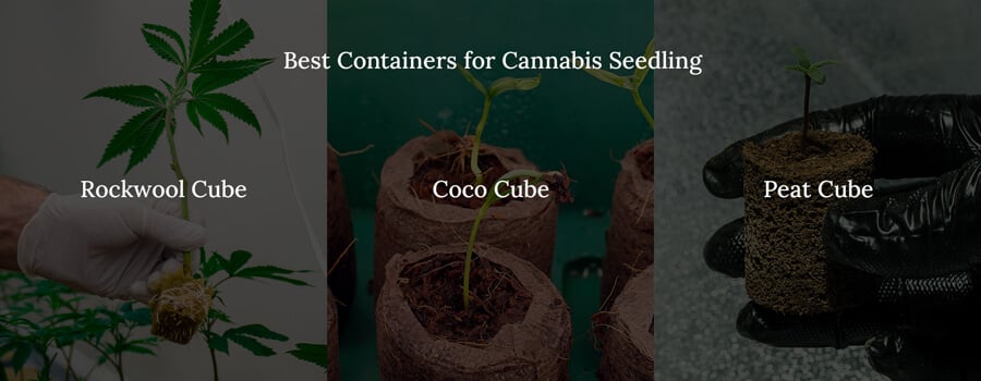 Best continers for cannabis seedling