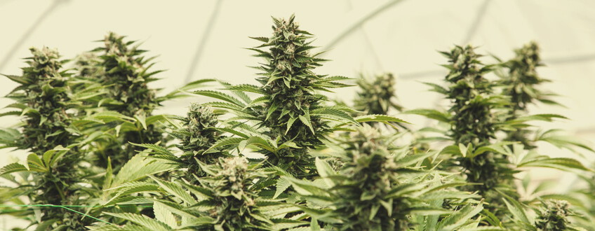 WIE MAN CANNABIS IN EINEM GEWÄCHSHAUS ANBAUT WIE MAN CANNABIS IN EINEM GEWÄCHSHAUS ANBAUT
