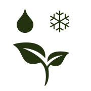 Cannabis Cold