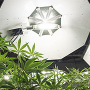Cannabis Lighting