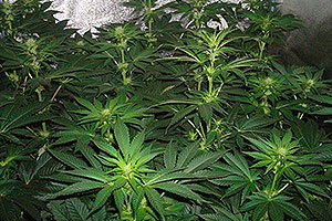 Die besten Cannabis-Pflanzen Die besten Cannabis-Pflanzen