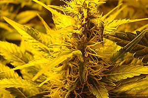 Blütezeit von einer Marihuana-Pflanze Blütezeit von einer Marihuana-Pflanze