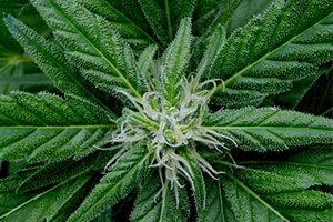 Royal Creamatic in flower