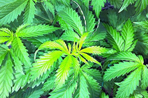 Cannabis hellgrüne Blätter Cannabis hellgrüne Blätter
