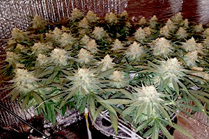SCROG SCROG