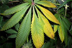 Cannabis gelbe Blätter Cannabis gelbe Blätter