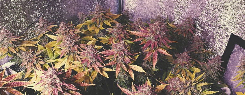 Blue Cheese Blue Cheese