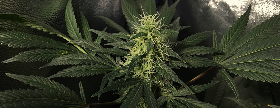 Blue Mystic Blue Mystic