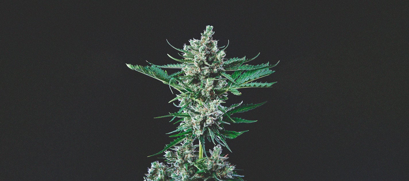 Royal Bluematic