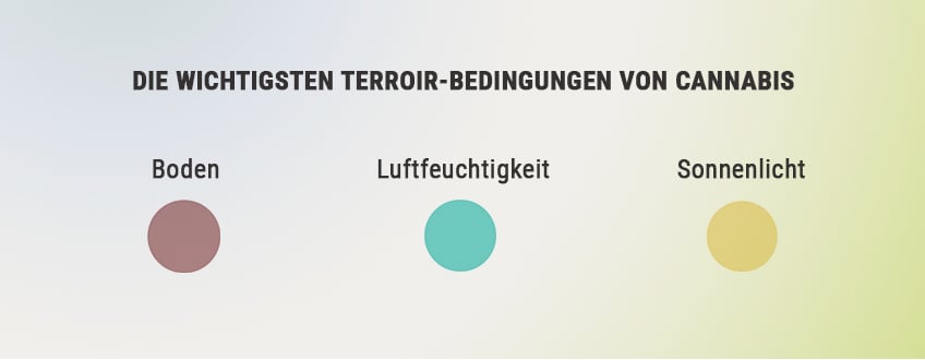 WIE DU DAS TERROIR FÜR BESSEREN CANNABISANBAU MAXIMIERST