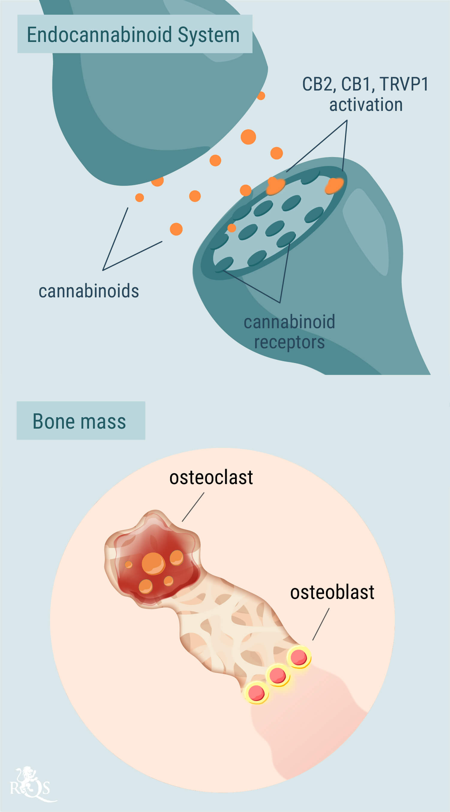 Die Rolle des Endocannabinoid-Systems für die Knochengesundheit