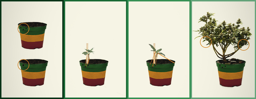 WIE BAUT MAN EINEN CANNABIS-BONSAI AN? WIE BAUT MAN EINEN CANNABIS-BONSAI AN?