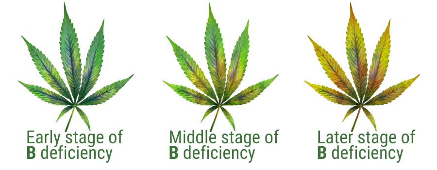 Boron deficiency leaves cannabis plant
