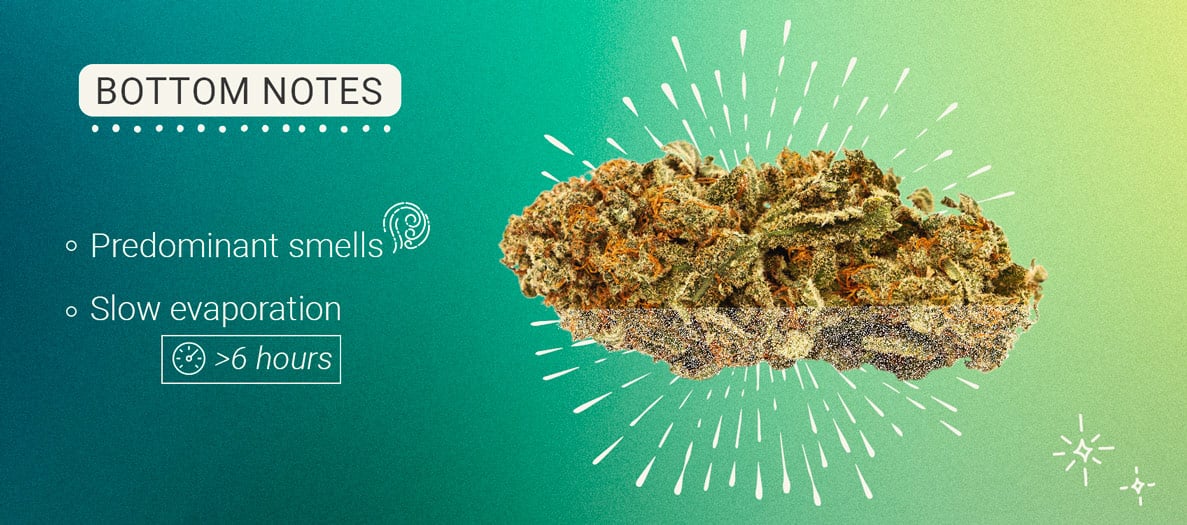 Bottom Notes Cannabis Bottom Notes Cannabis