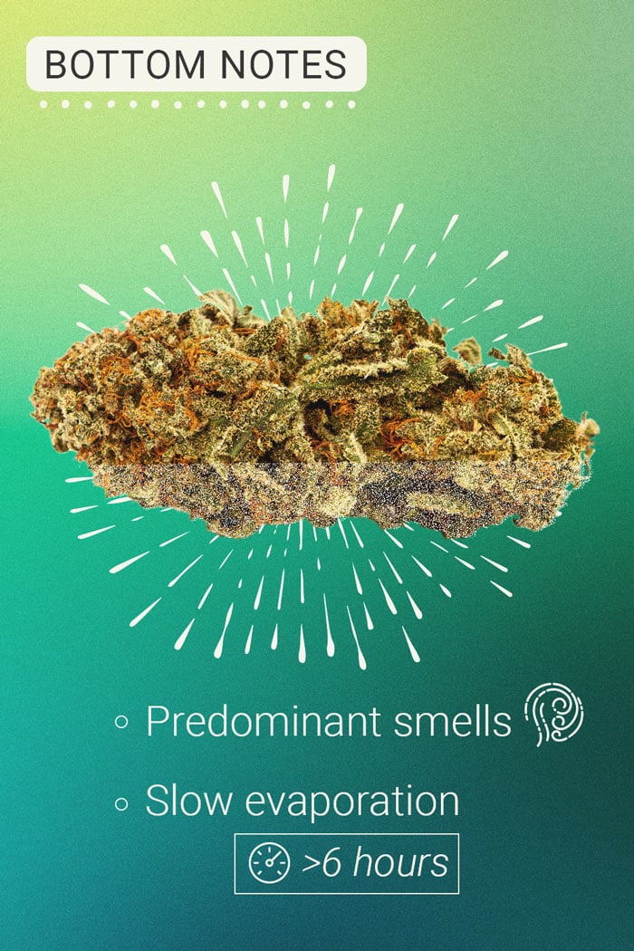 Bottom Notes Cannabis Bottom Notes Cannabis