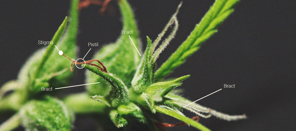 Detailliertes Bild einer Cannabisinflorenszenz mit Fokus auf die weiblichen Geschlechtsorgane: Stempel, Narben und Hüllblätter, die die Blüte umgeben.