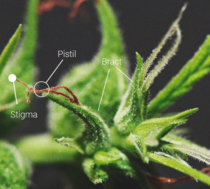 Detailliertes Bild einer Cannabisinflorenszenz mit Fokus auf die weiblichen Geschlechtsorgane: Stempel, Narben und Hüllblätter, die die Blüte umgeben.