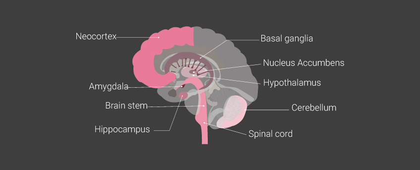 Brain Parts